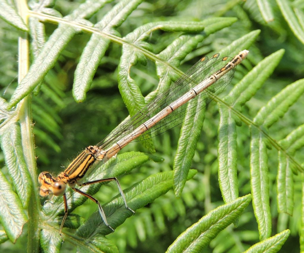 Platycnemis pennipes nitidula, femmina